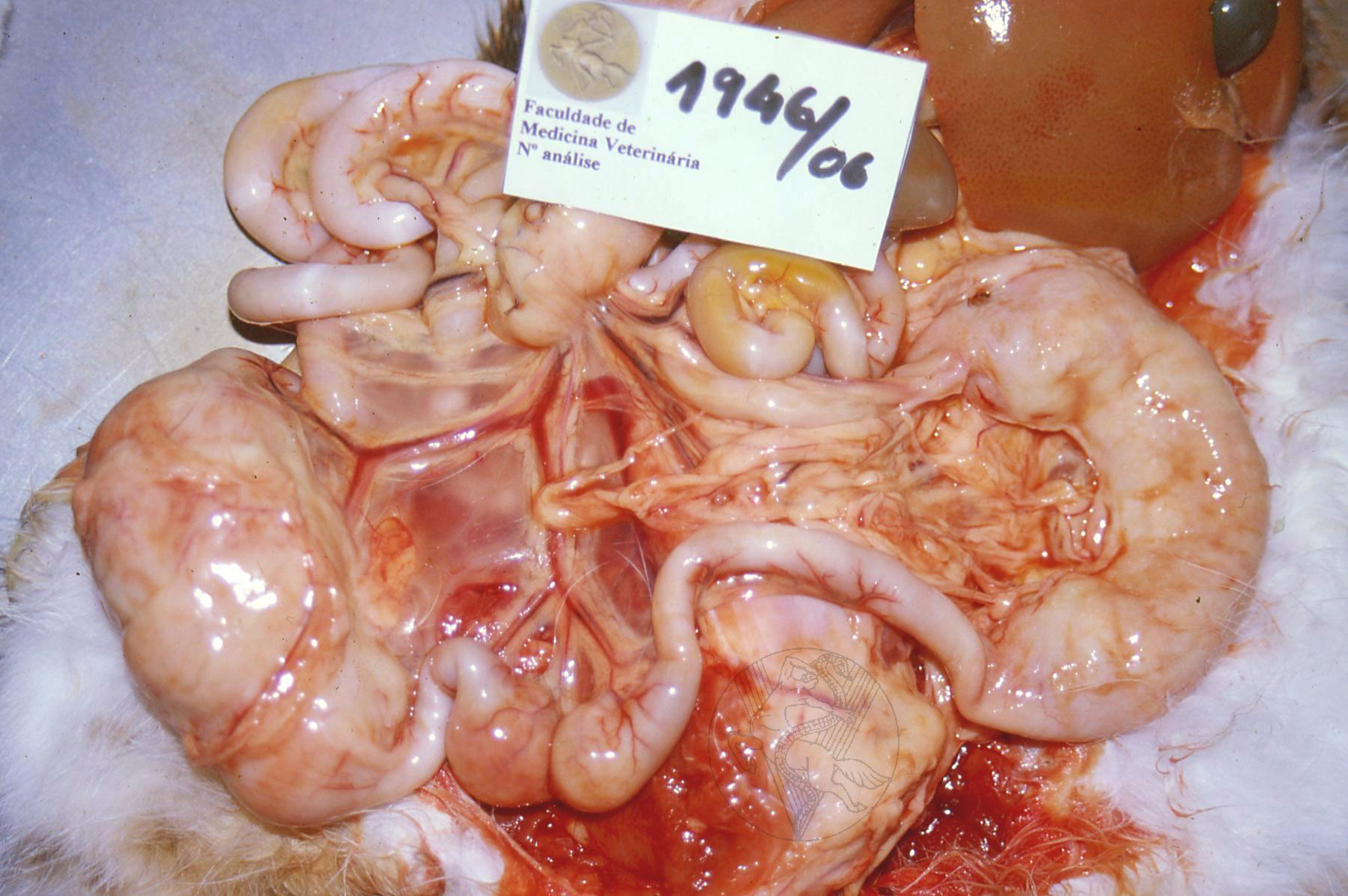 Gastrointestinal Lymphoma In Cats Food Ideas